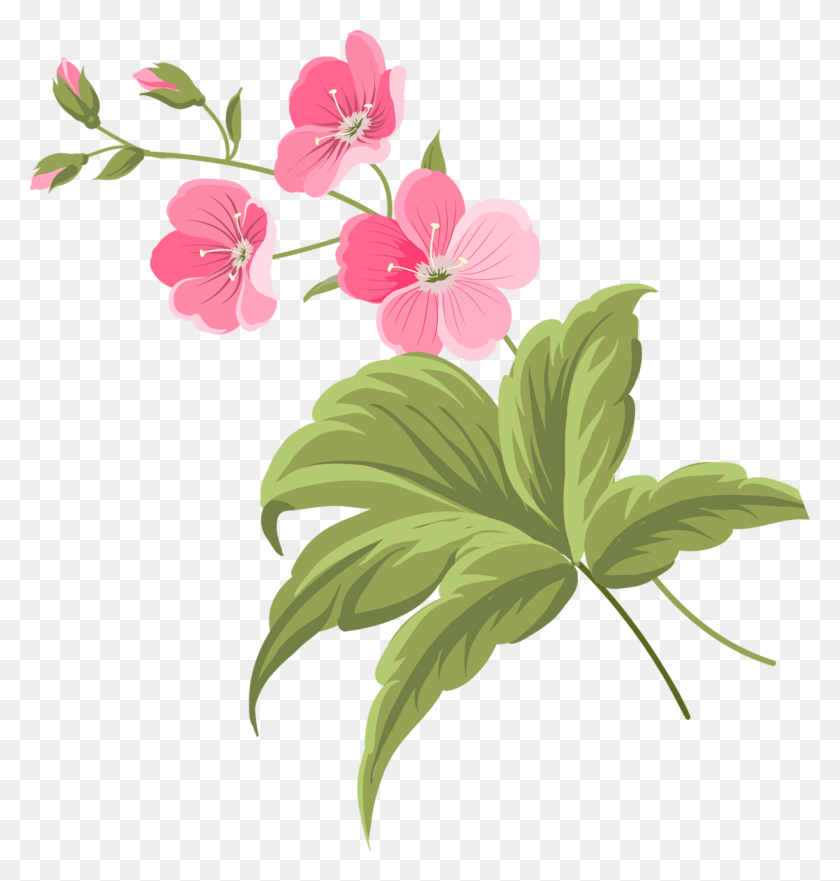 1216x1280 Библиотека Изображений Красивые Цветы Ботаническая Иллюстрация Цветок, Растение, Цветение, Герань Png Скачать