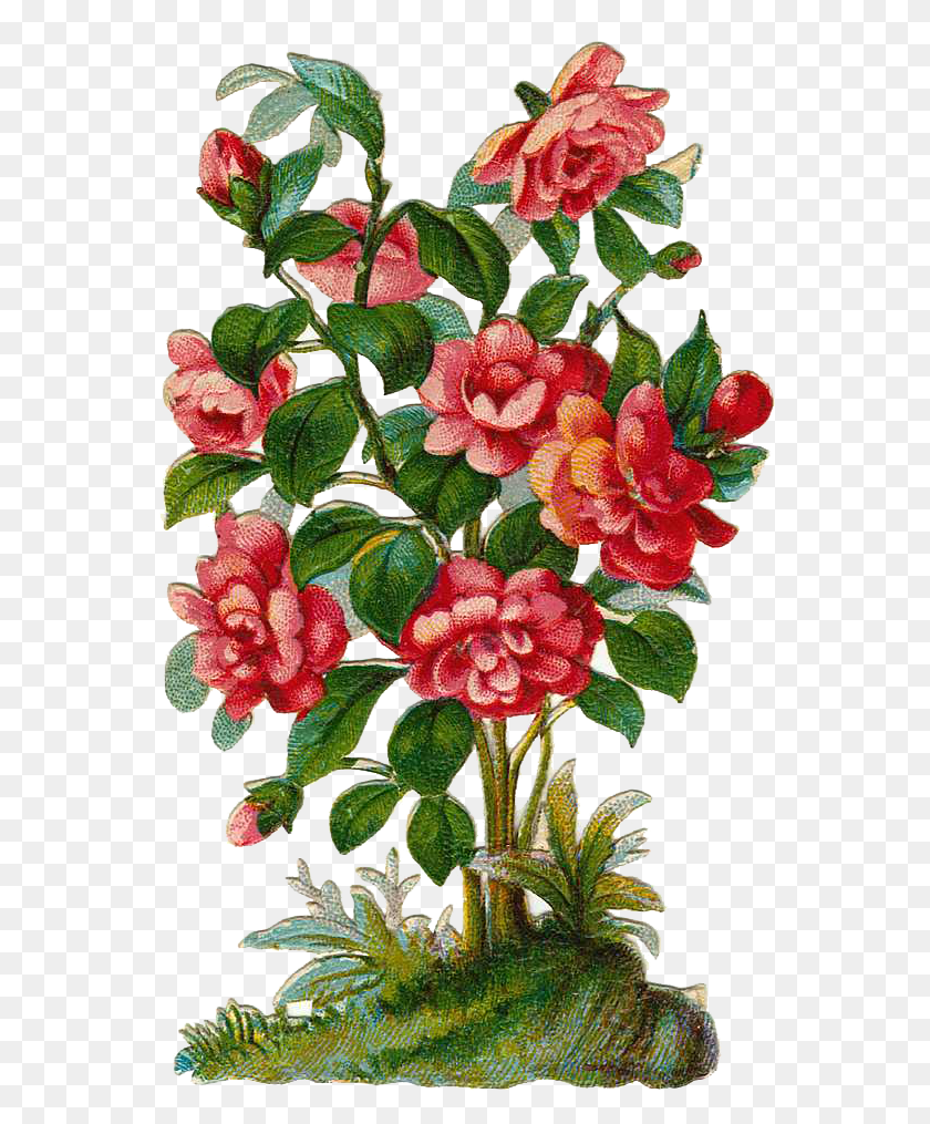 561x955 Descargar Png Image Library Bush Plant Clipart Rose Arbustos Clipart, Geranio, Flor, Flor Hd Png