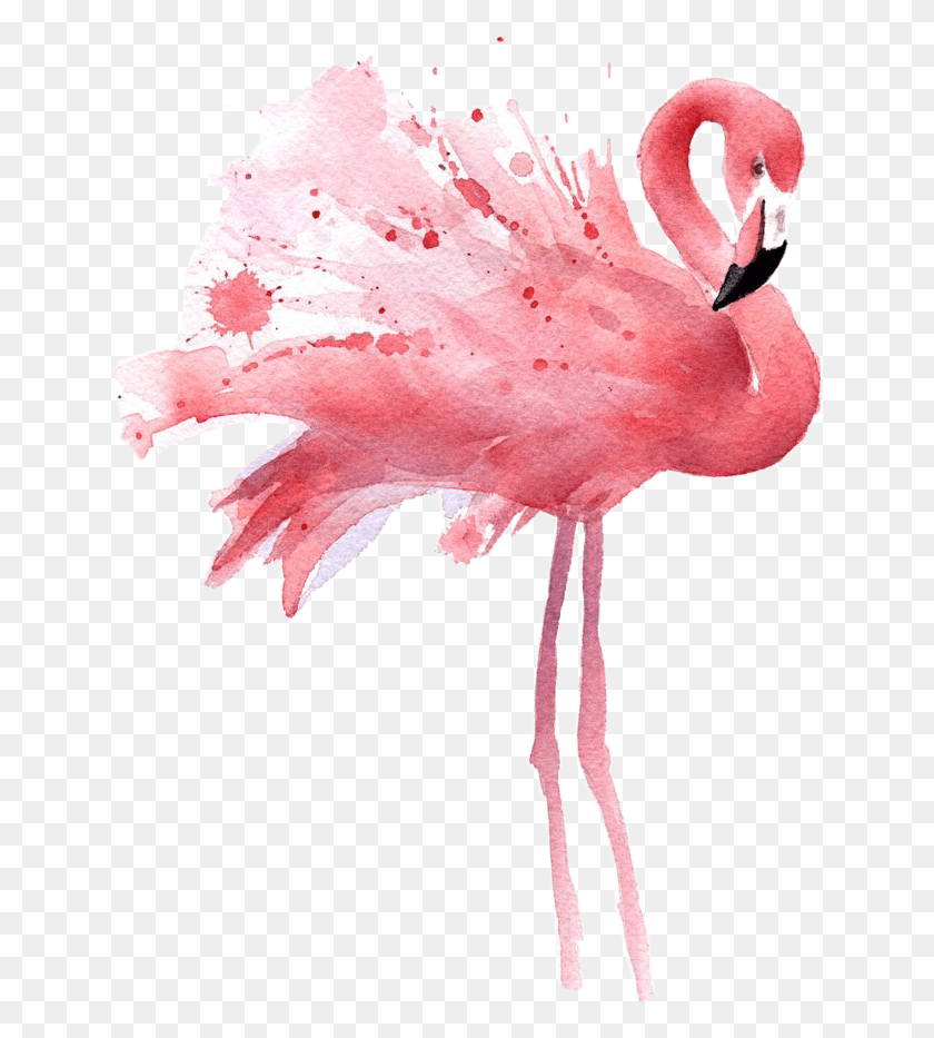 642x873 Image Library Library Transparent Watercolours Flamingo Flamingo Overlay, Bird, Animal HD PNG Download