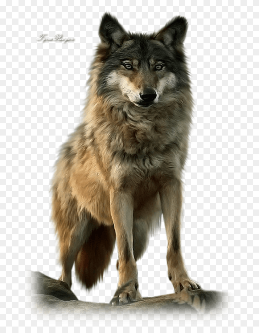 682x1021 Image Loup Love Lone Wolf Quotes, Dog, Pet, Canine HD PNG Download