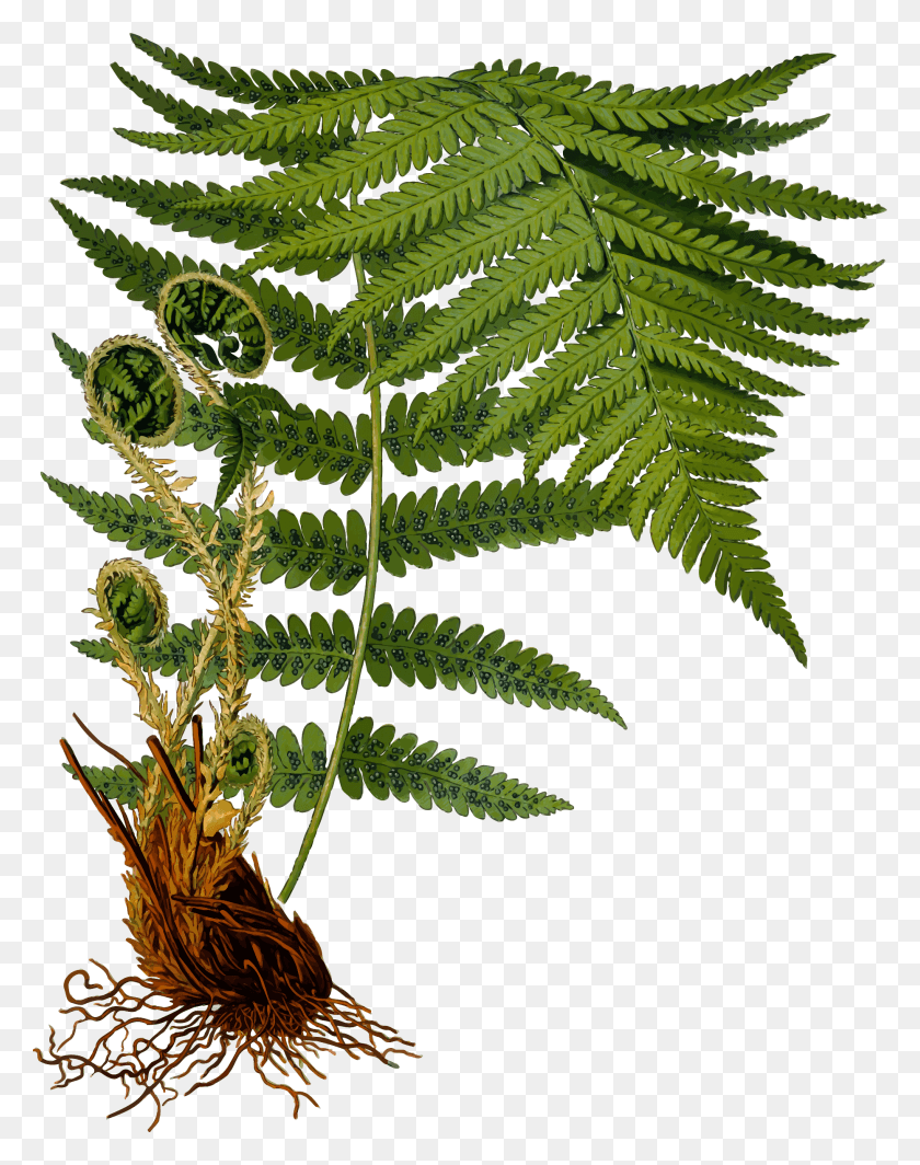 1863x2400 Image Male Fern Detailed By Firkin From A Dryopteris Filix Mas, Plant HD PNG Download