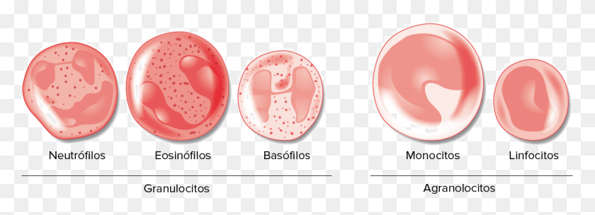 1114x349 Image Modificada De Componentes De La Sangre Difference Between Granulocytes And Agranulocytes, Mouth, Lip, Label HD PNG Download