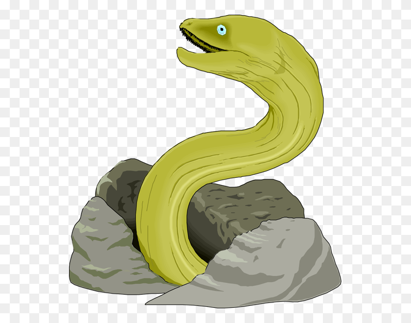 557x600 Image Moray Eel Clipart, Fish, Animal, Snake HD PNG Download