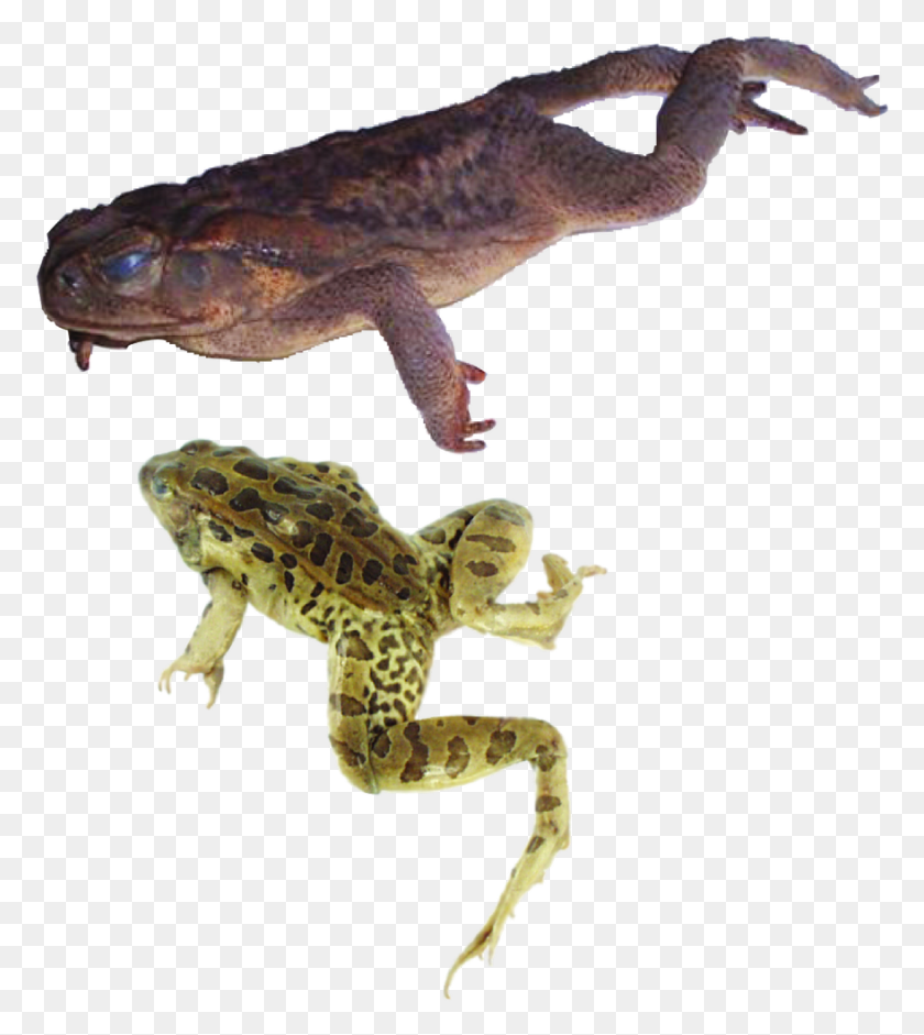 879x993 Image Oak Toad, Lizard, Reptile, Animal HD PNG Download