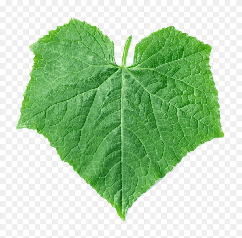 1162x1144 Image Of A Green Pumpkin Leaf Pumpkin Leaf, Plant, Vine, Veins HD PNG Download