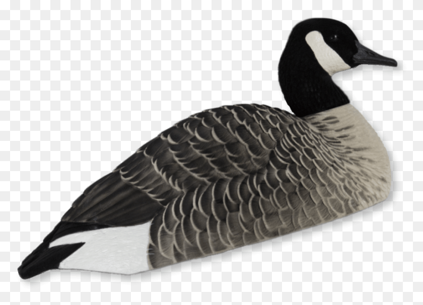 906x635 Image Of Avian X Canada Goose Shells Canada Goose, Bird, Animal, Waterfowl HD PNG Download