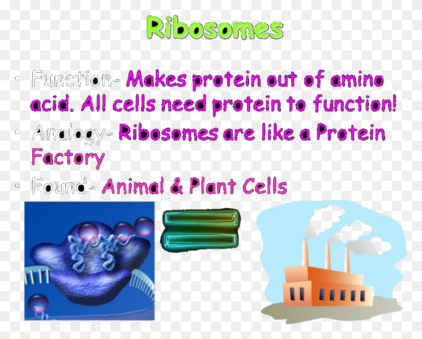 824x650 Image Of Ribosomes Shaving Factory, Text, Flyer, Poster HD PNG Download
