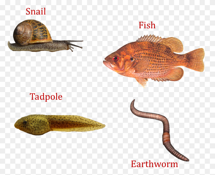 784x628 Image Of Snail Fish Tadpole Earthworm Ray Finned Fish, Animal, Turtle, Reptile HD PNG Download