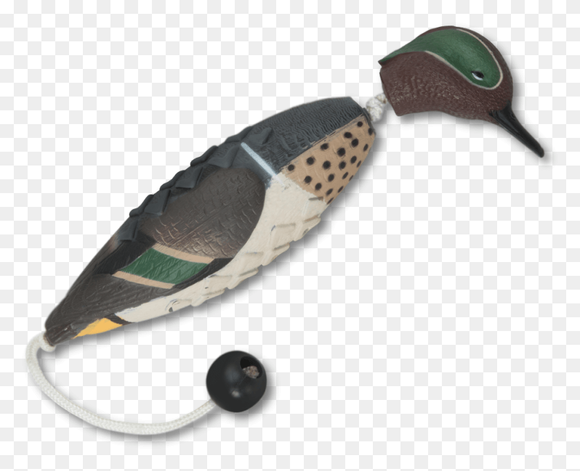 954x762 Image Of The Asd Teal Ez Bird Humpback Whale, Clothing, Apparel, Animal HD PNG Download