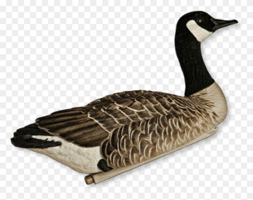 926x718 Image Of The Avian X Floater Canada Goose Canada Goose, Bird, Animal, Waterfowl HD PNG Download