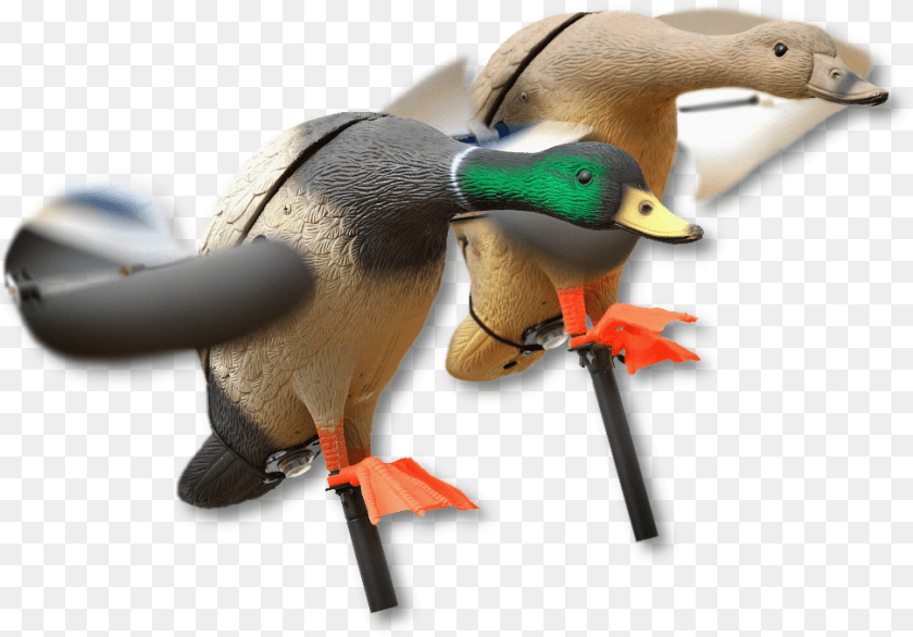 971x677 Image Of The Lucky Duck Mallard Lokkeand Med Vinger, Animal, Anseriformes, Bird, Waterfowl Sticker PNG