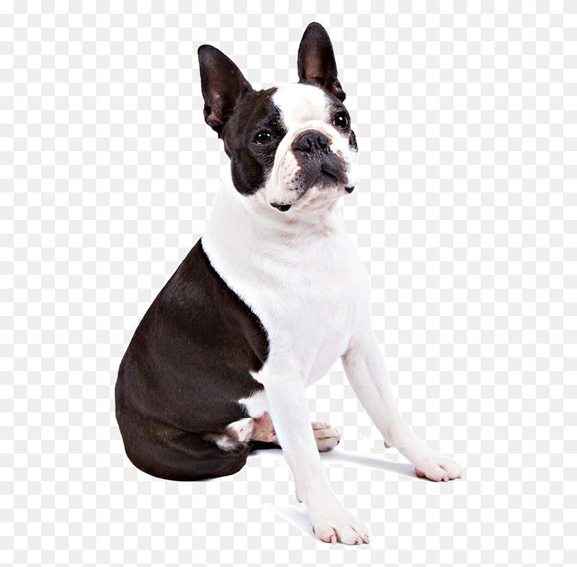 510x765 Image One Boston Terrier Transparent Background, Dog, Pet, Canine HD PNG Download