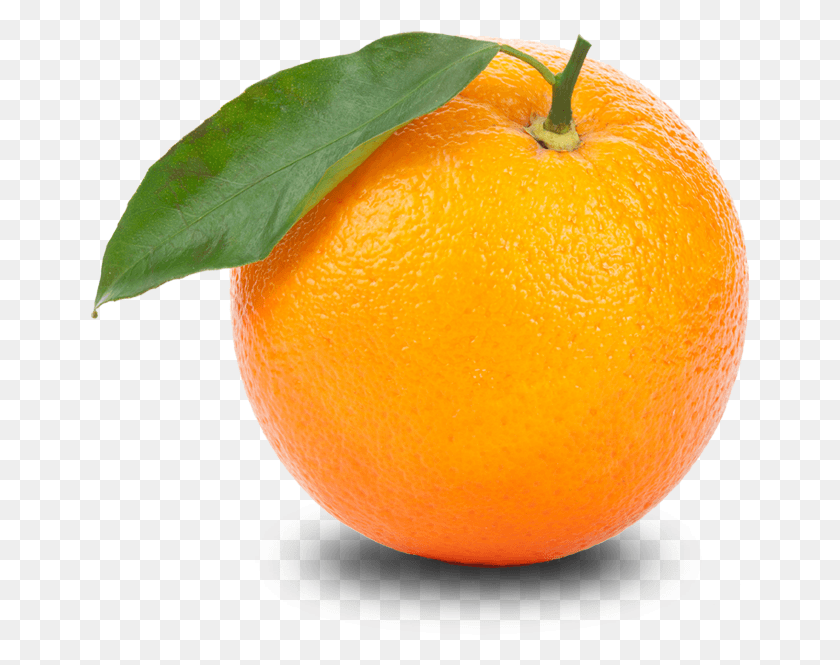 659x605 Апельсин, Цитрусовые, Фрукты, Растение Hd Png Скачать