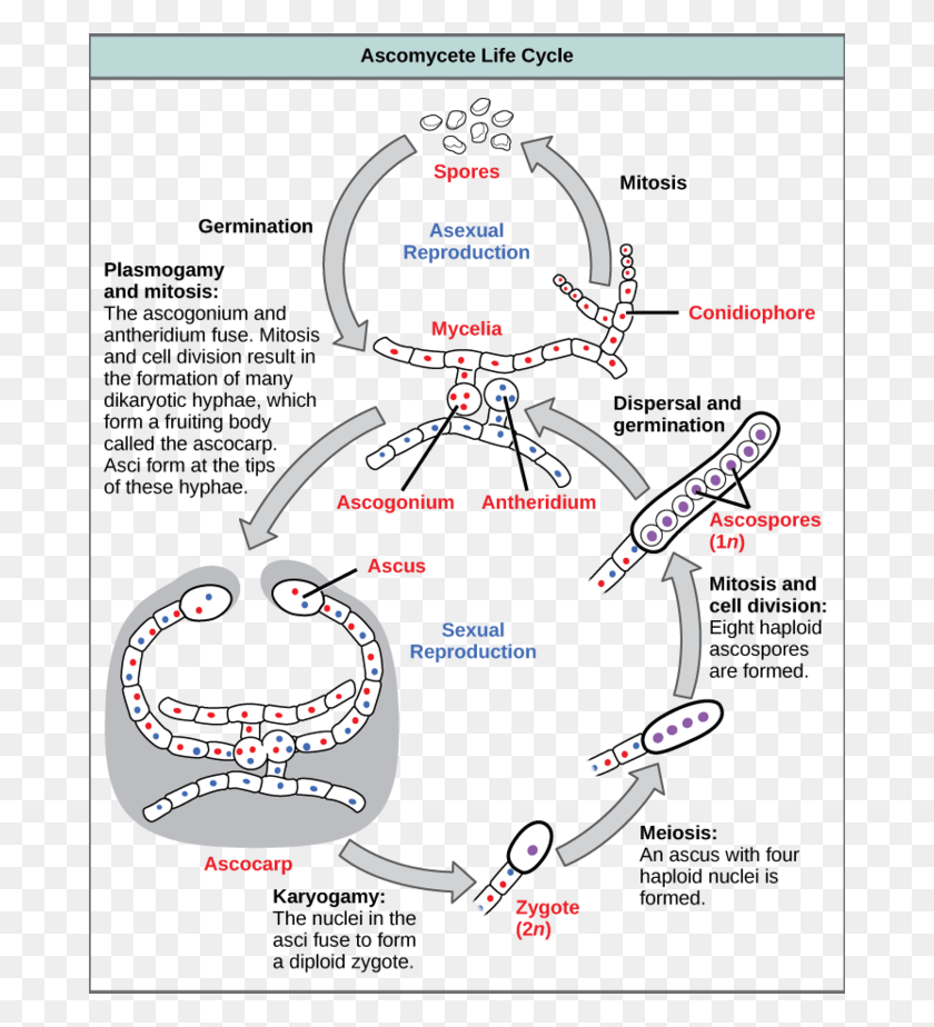 680x864 Иллюстрация Жизненного Цикла Вида Ascomycota, Диаграмма, Бумага Hd Png Скачать