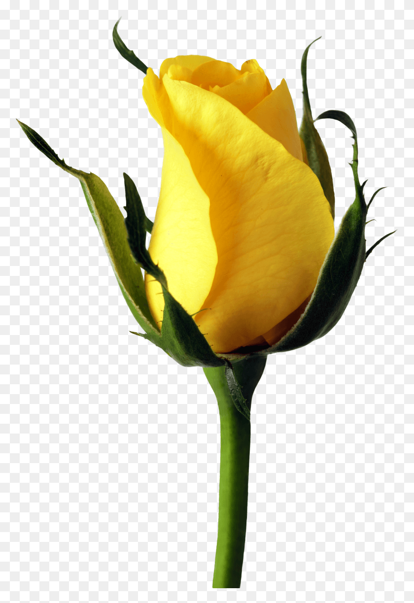 1477x2205 Png Изображение - Роза, Цветок, Растение, Цветение Png.