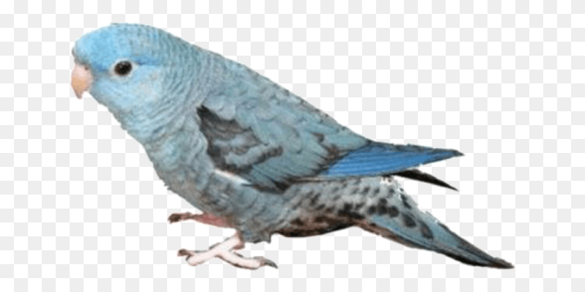 643x360 Png Изображение - Когтевран Санса Старк Доски Настроения Bleu Hatoful Волнистый Попугайчик, Птица, Животное, Попугай Png Скачать