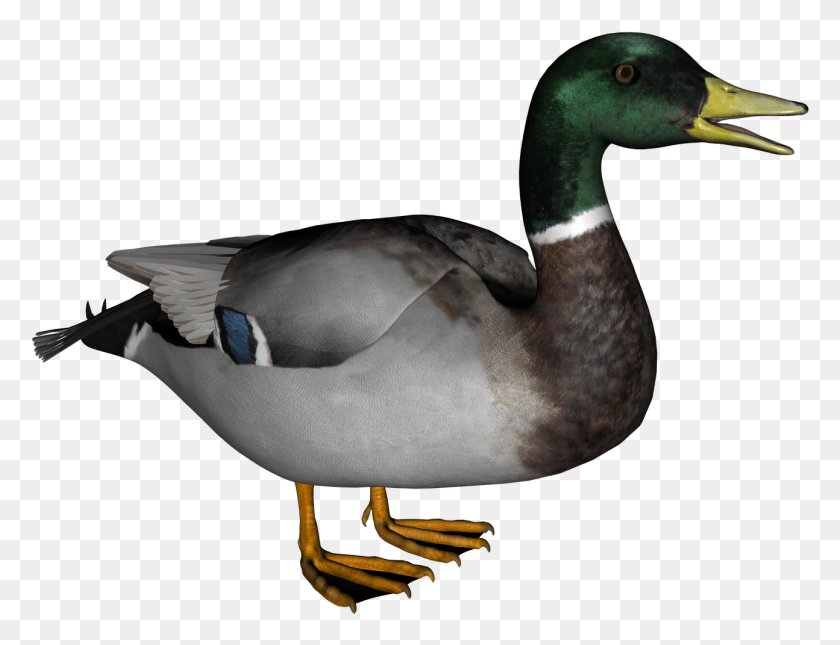 1294x972 Image Report Duck With No Background, Bird, Animal, Waterfowl HD PNG Download