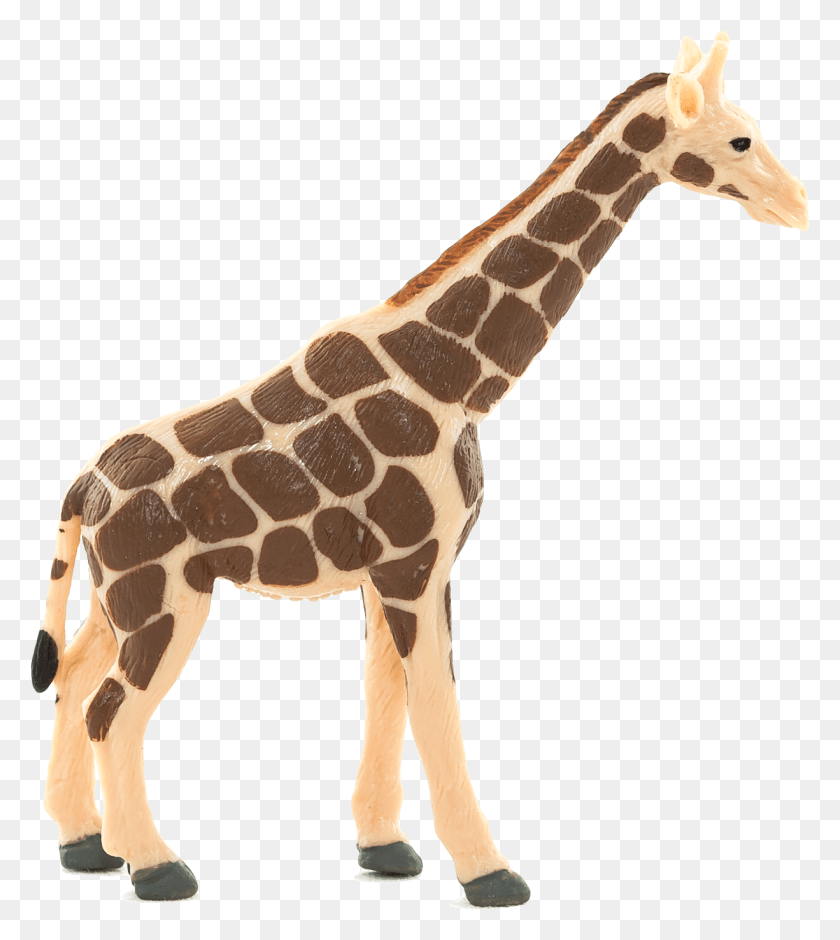 1225x1383 Жираф Моджо, Дикая Природа, Млекопитающее, Животное Hd Png Скачать