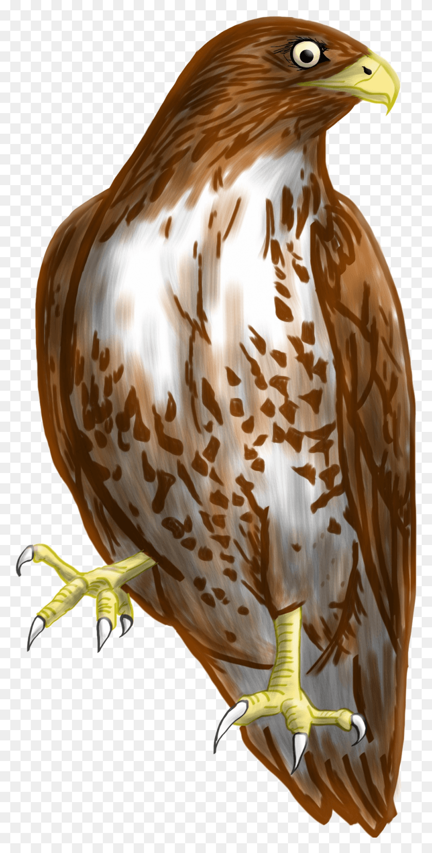 977x2003 Image Report Kite Bird Clipart, Animal, Plant, Food HD PNG Download