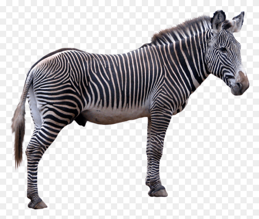 874x730 Image Report Zebra With Clear Background, Wildlife, Mammal, Animal HD PNG Download