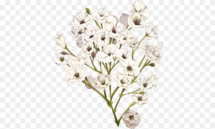 431x503 Image Result For Babys Breath Breath Flower Illustration, Geranium, Plant, Art, Drawing Transparent PNG