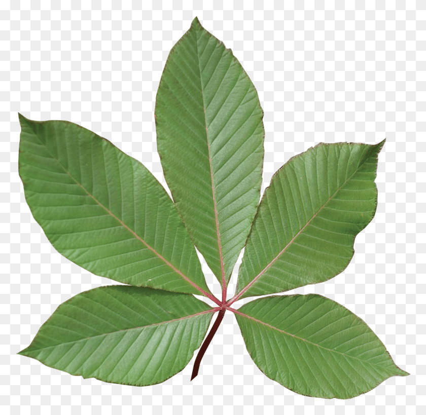 1128x1099 Результат Изображения Для Buckeye Leaf Red Buckeye Tree Leaf, Растение, Зеленый, Прожилки Hd Png Скачать