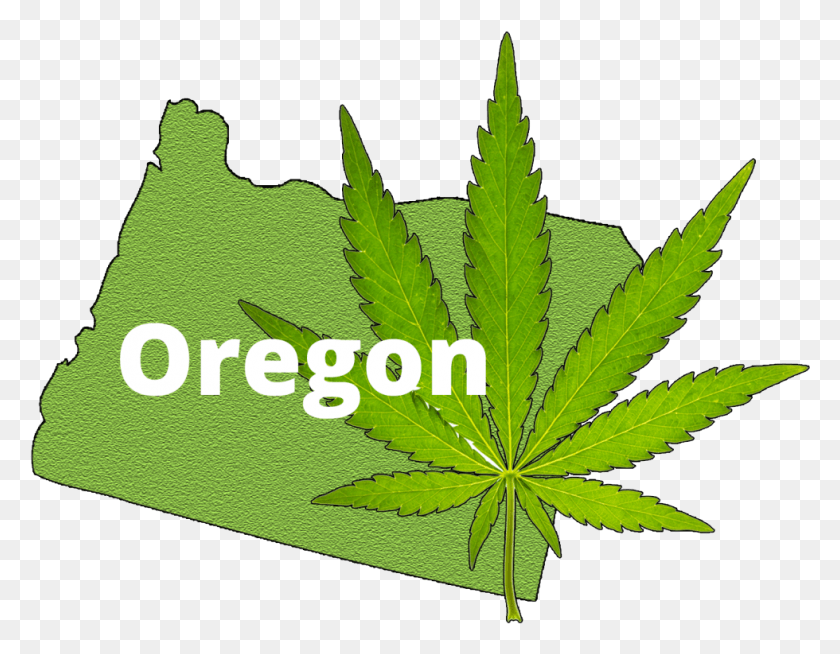 980x747 Descargar Png / Marihuana De Oregon Hd Png