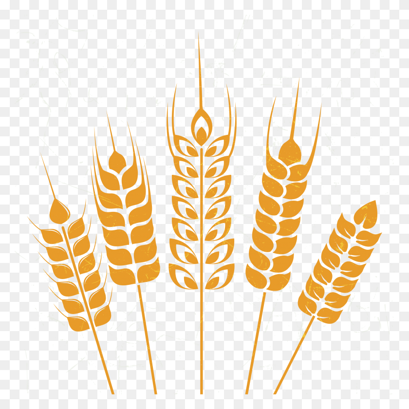 2481x2482 Png Изображение - Пшеница, Люстра, Лампа, Растение Hd Png.
