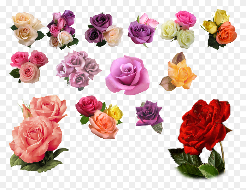 1546x1167 Image Rose Animal, Plant, Flower, Blossom Descargar Hd Png