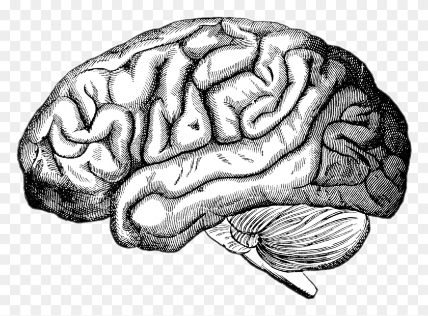 1399x1007 Image Royalty Free Drawing Brain Realistic Human Brain Illustration, Turtle, Reptile, Sea Life HD PNG Download