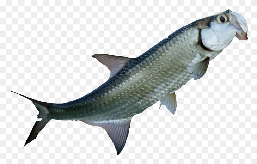 1674x1024 Png Изображения Рыба Без Лицензионных Отчислений Jpg Stock Techflourish Collections Тихоокеанский Осетр, Животное, Карп, Кефаль Png Скачать