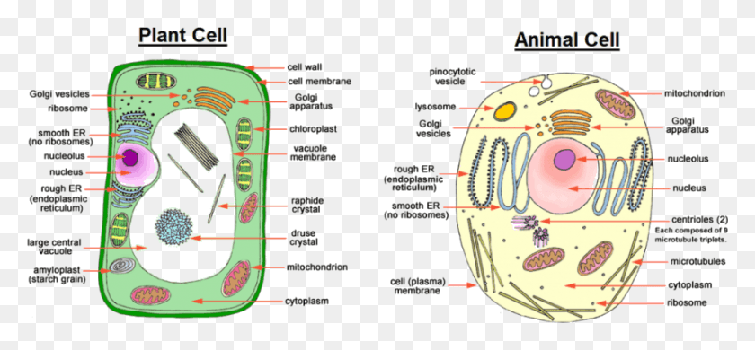 957x405 Image Showing Difference Between Animal Cell And Plant Animal And Plant Cell Easy Drawing, Plot, Menu, Text HD PNG Download
