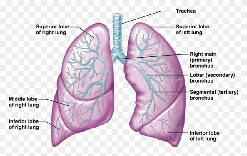 860x520 Image Showing Human Lungs Human Lung, Plot, Plant, Diagram HD PNG Download