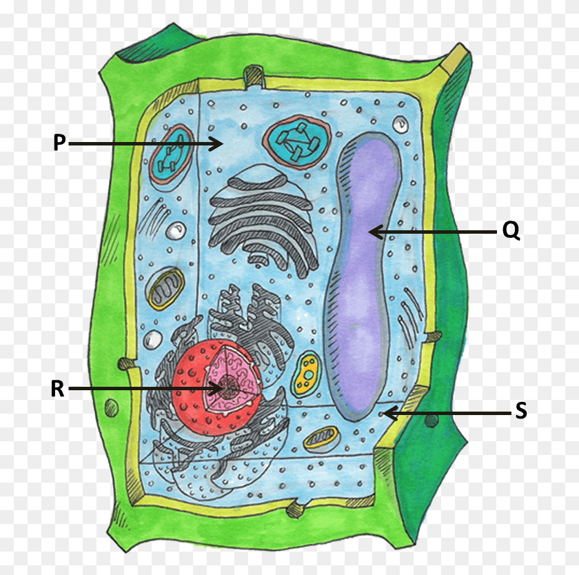 690x774 Image Showing Parts Of Plant Cells 9th Grade Plant Cell Organelles, Plot, Purse, Handbag HD PNG Download