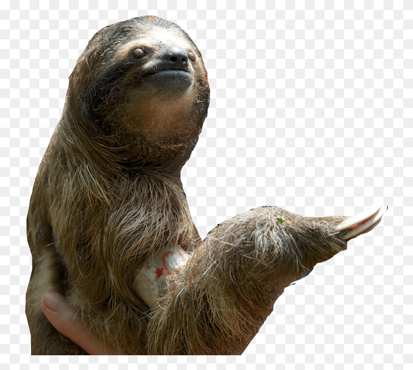 740x693 Image Sloth .png, Mammal, Animal, Bird HD PNG Download