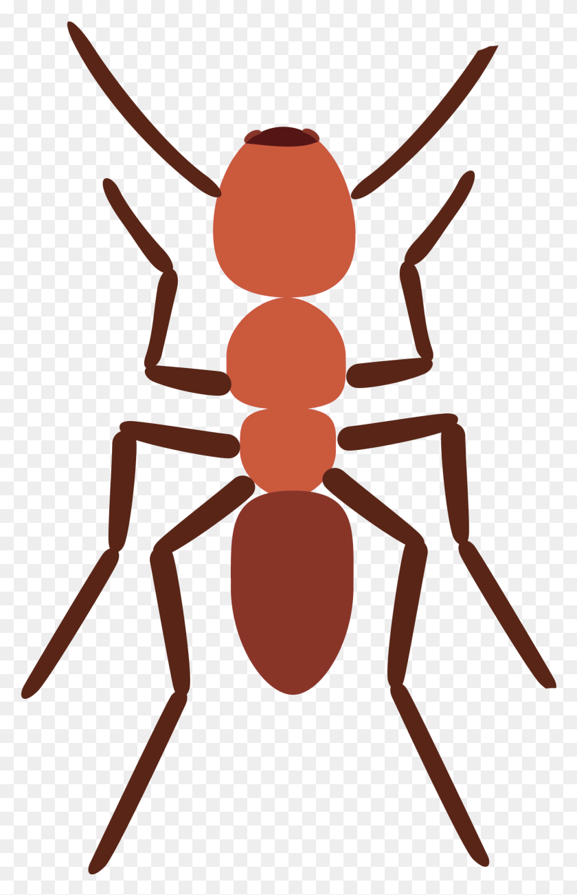 1336x2126 Imágenes De Stock Hormigas Araña Exploradora Hormiga Explorar Imágenes, Insectos, Invertebrados, Animal Hd Png