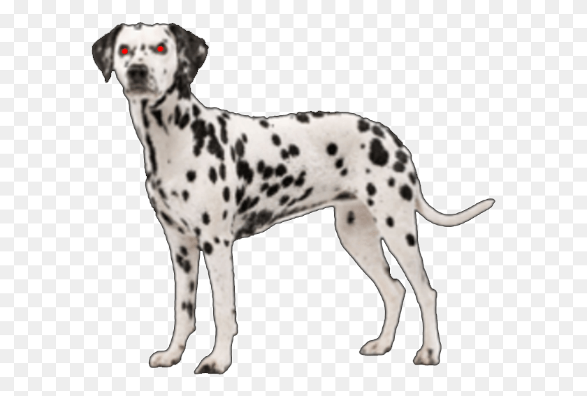 579x507 Image Susie Dalmatian, Pet, Animal, Canine HD PNG Download