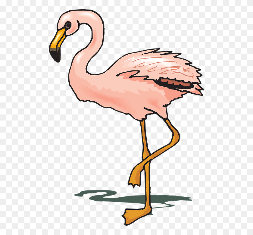 516x720 Image Transparent At Getdrawings Com Free Cartoon Flamingo Transparent, Animal, Bird HD PNG Download