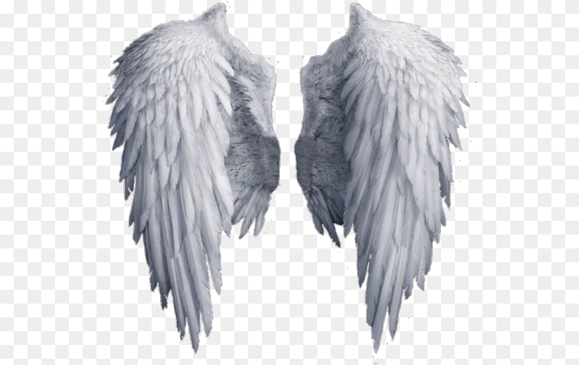 Transparent Background Angel Wings Clipart, Animal, Bird PNG