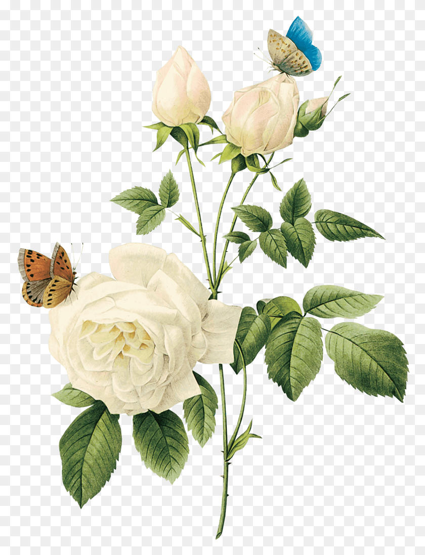 1162x1546 Image Transparent Background Vintage Flower, Rose, Plant, Blossom HD PNG Download