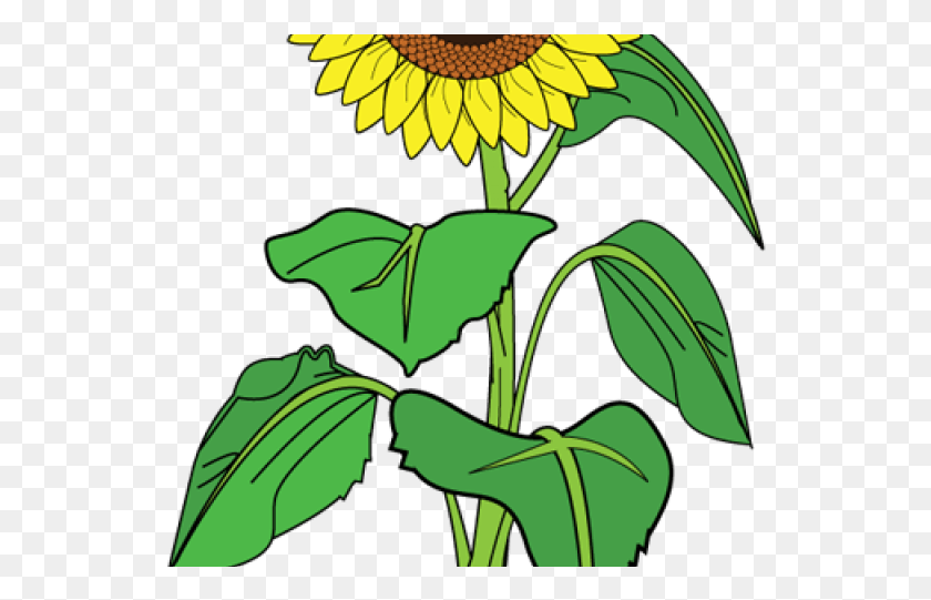 542x481 Image Transparent Stock Girl Free On Dumielauxepices Clipart Picture Of Sunflower, Plant, Flower, Blossom HD PNG Download
