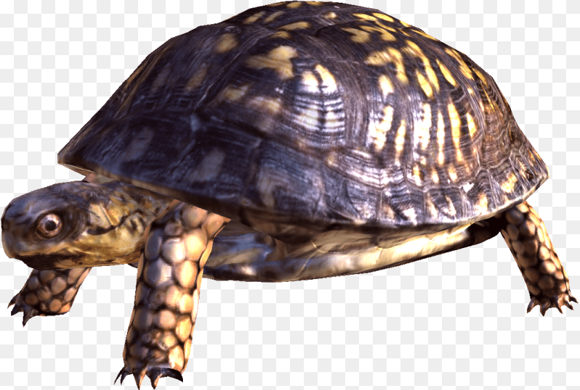 Image Turtle Background Turtle, Animal, Box Turtle, Reptile, Sea Life Clipart PNG