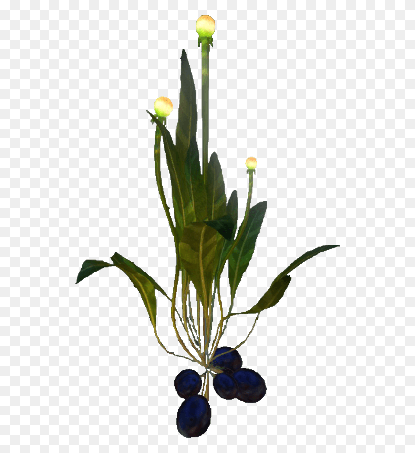 538x856 Цветочное Растение, Флора Вики Fandom Ceratostylis, Цветок, Цветение, Ваза Hd Png Скачать
