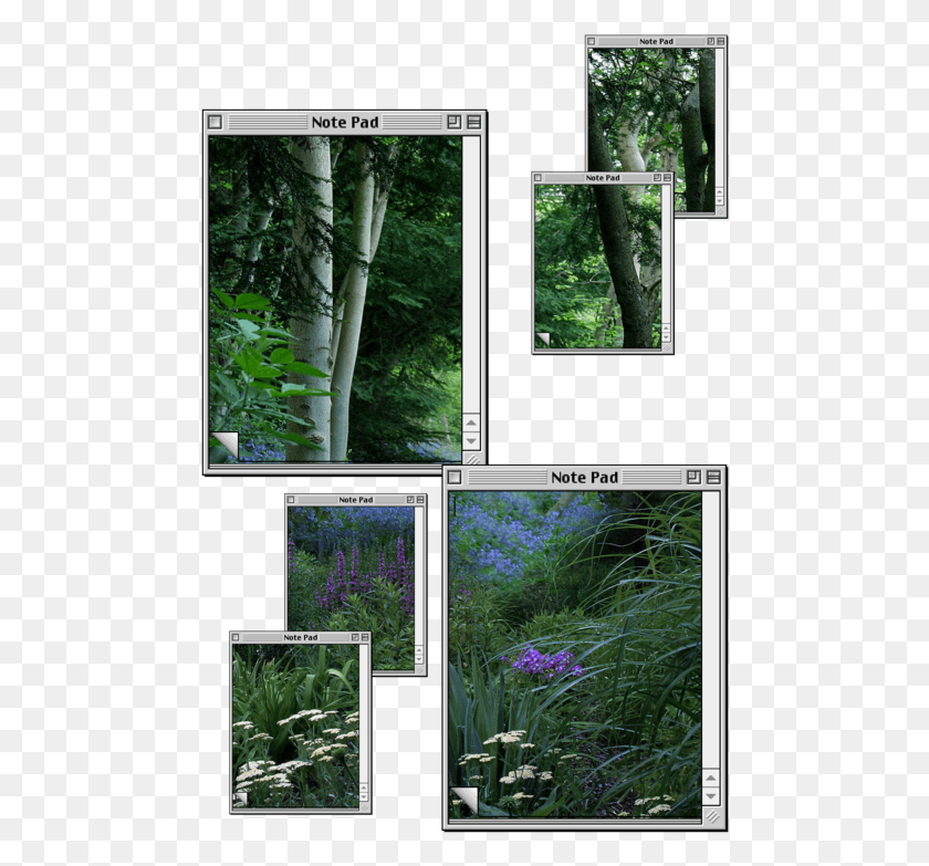 478x723 Image Video And Soundtrack Of A Plant O Production Wunderschner Wald, Collage, Poster, Advertisement HD PNG Download