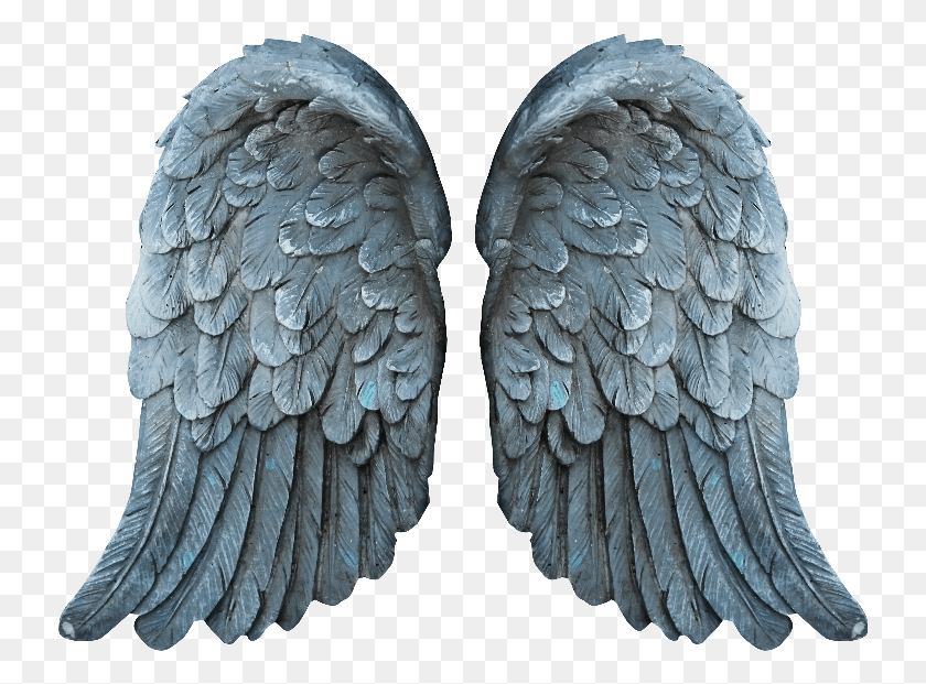736x561 Image Wings, Pattern, Fossil, X-ray HD PNG Download