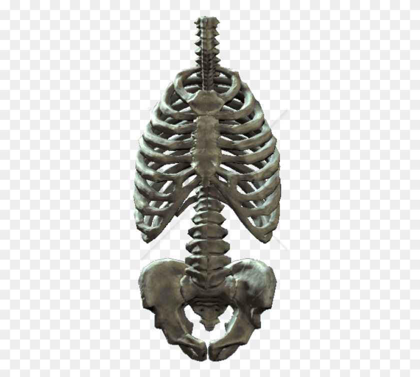 310x695 Image With Transparent Background Rib Cage And Pelvis, Skeleton, Fossil HD PNG Download