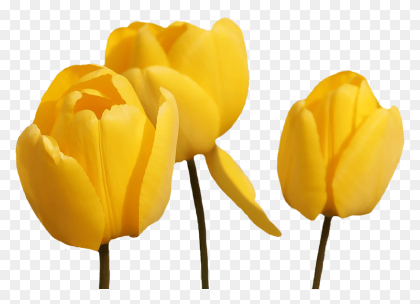 816x574 Image Yellow Tulip Flower, Plant, Blossom, Rose HD PNG Download