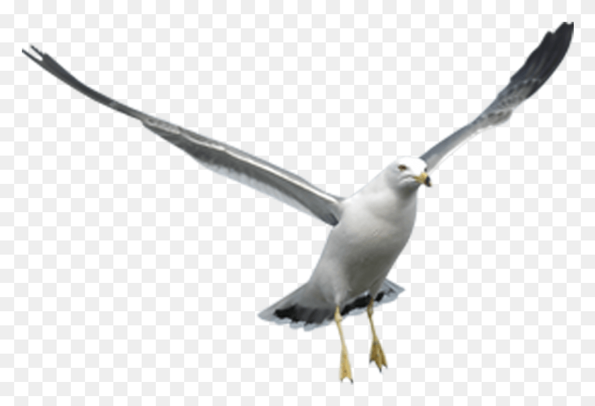 872x575 Imagen Aves Wiki Winner Fandom Powered By Seagull, Bird, Animal, Flying HD PNG Download