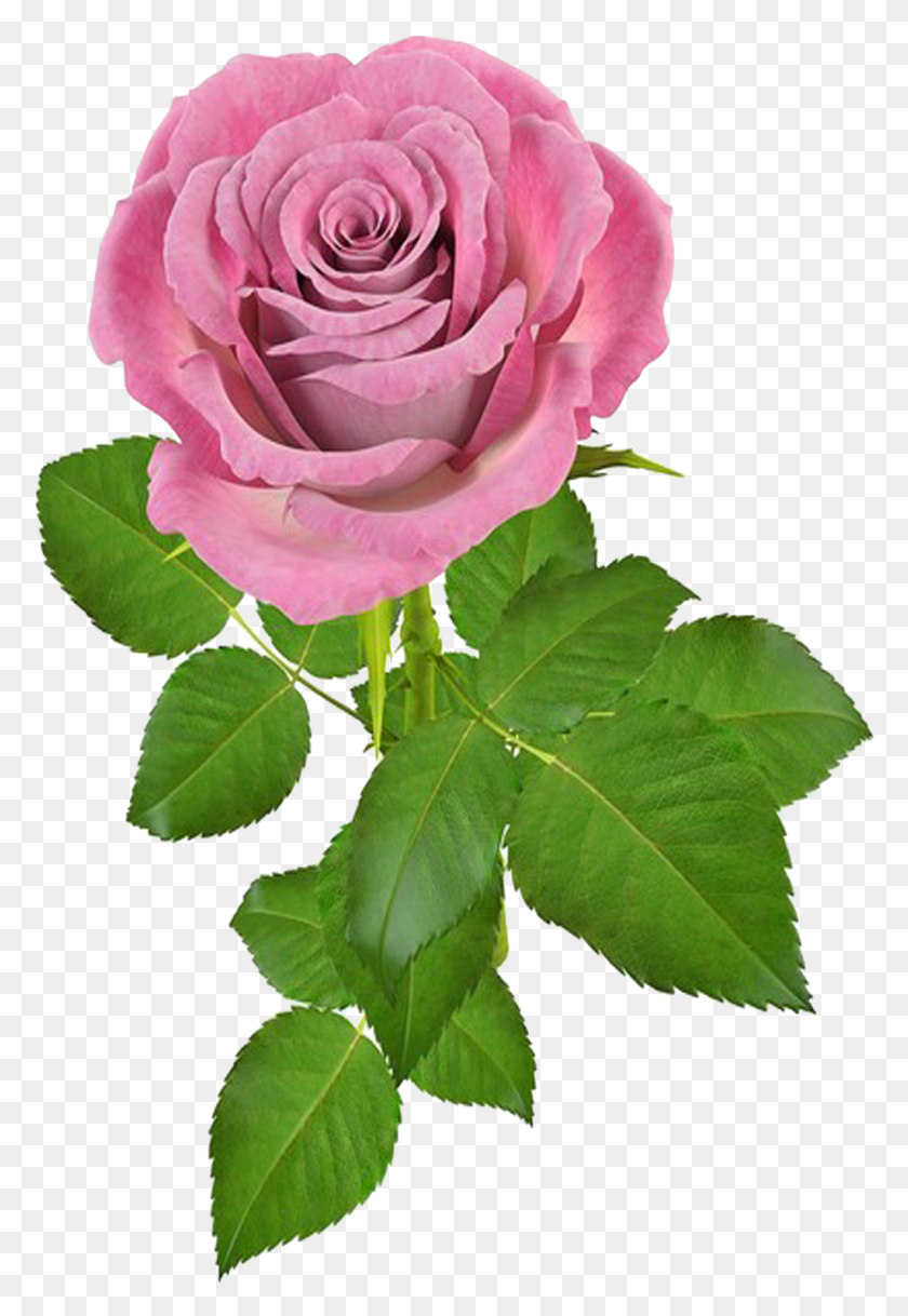 1023x1519 Imagen De Rosas En, Rose, Flower, Plant HD PNG Download