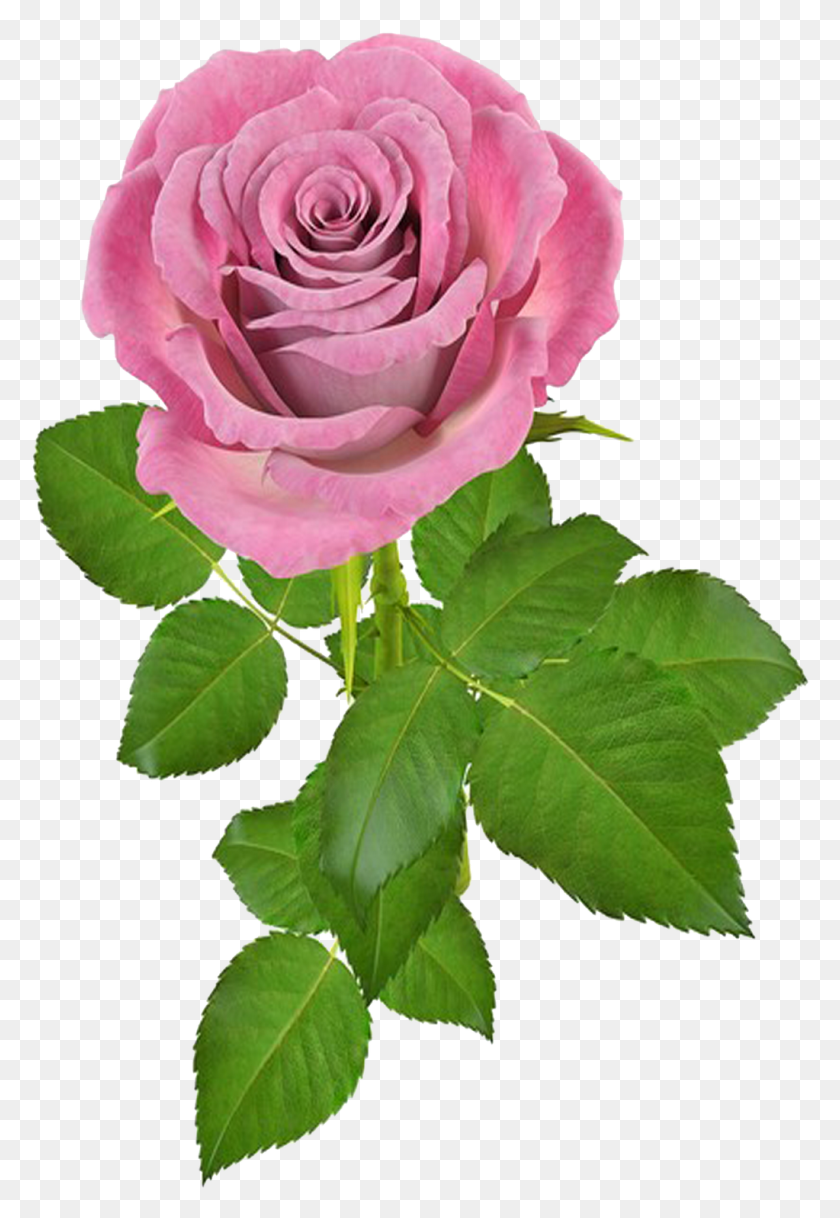 Rose png